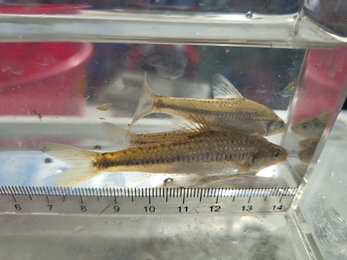 Slender gudgeon (Squalidus gracilis) — Cyprinidae — 4