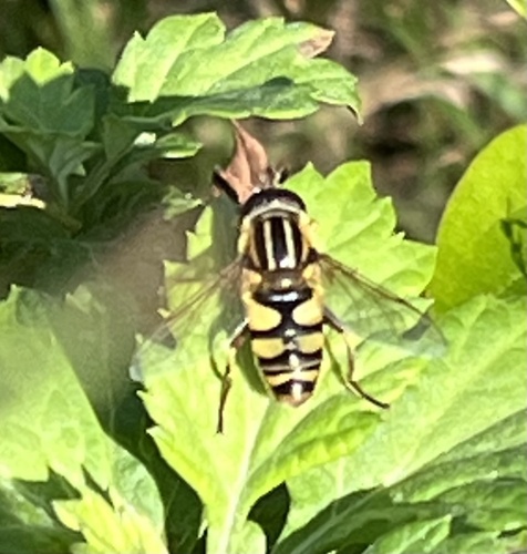 Unknown species found near Cape Island, Cape May, NJ, US