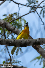 Malaconotus blanchoti