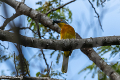 Malaconotus blanchoti