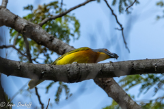 Malaconotus blanchoti