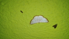 Leuciris