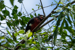 Lybius bidentatus