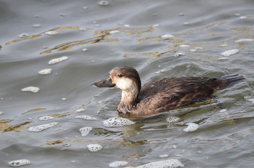 Black Scoter