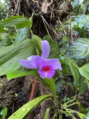 Sobralia decora