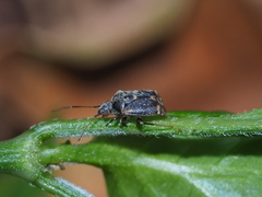 Charagochilus