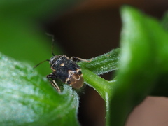 Charagochilus