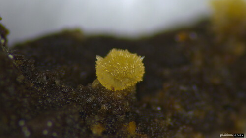 Bactridium subglandis
