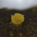Bactridium subglandis