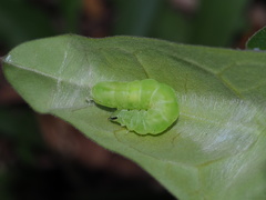 Ctenoplusia furcifera