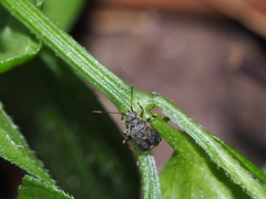 Charagochilus