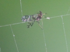 Insecta