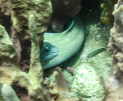 Gymnothorax vicinus