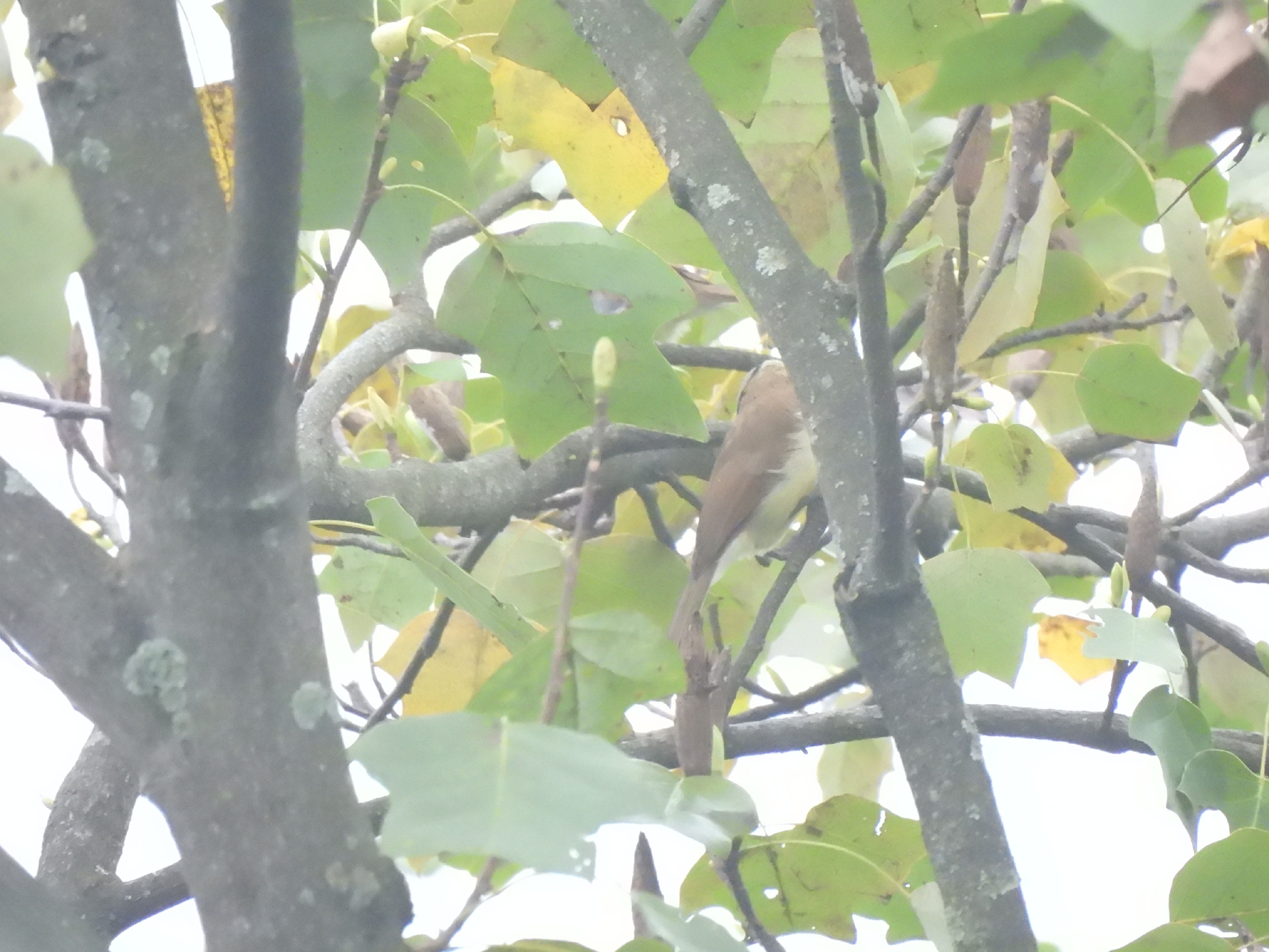 Grey-headed Parrotbill