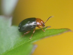 Chrysomelidae