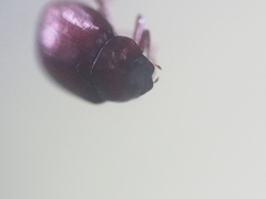 Coleoptera