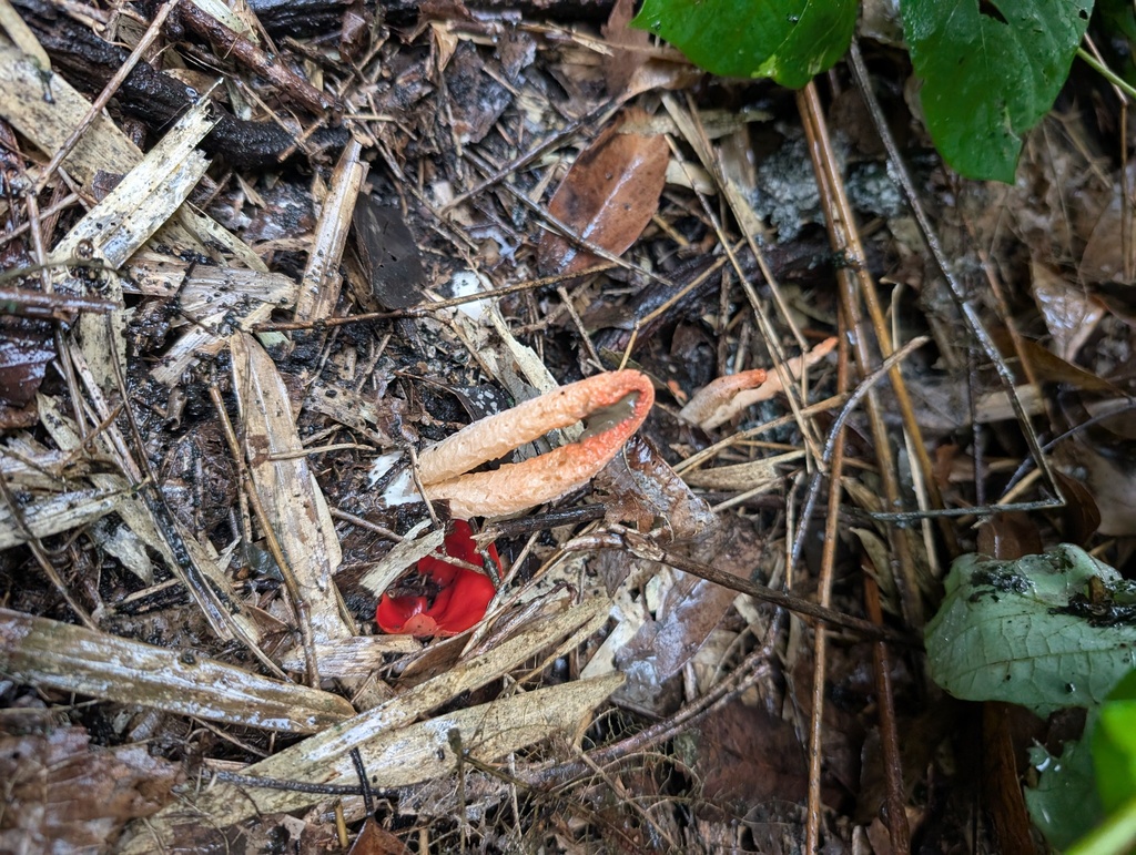 Clathrus bicolumnatus · October 2025 · photo: © atsushi_nakajima_cirque (iNaturalist, cc-by)