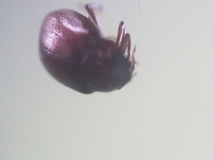 Coleoptera