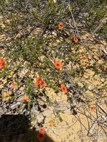 Pileanthus peduncularis observed 2025-10-28