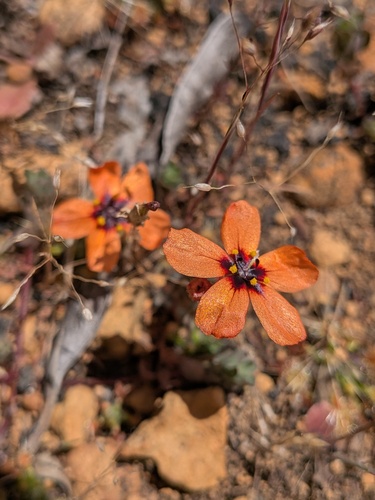 Drosera hyperostigma (Drosera hyperostigma)