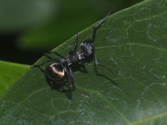 Polyrhachis