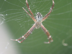 Argiope