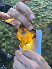 Giant Molgula photo 2