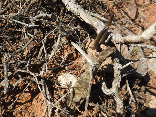 Apteranthes burchardii (Apteranthes burchardii)