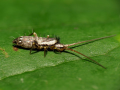 Pogonognathellus elongatus
