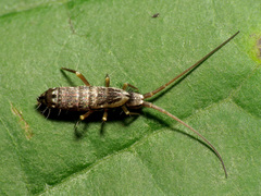 Pogonognathellus elongatus