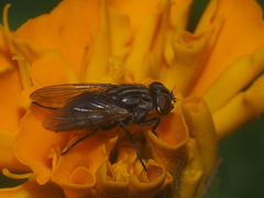 Diptera