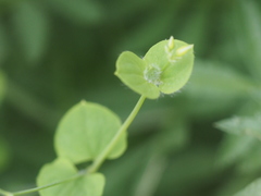 Drymaria villosa