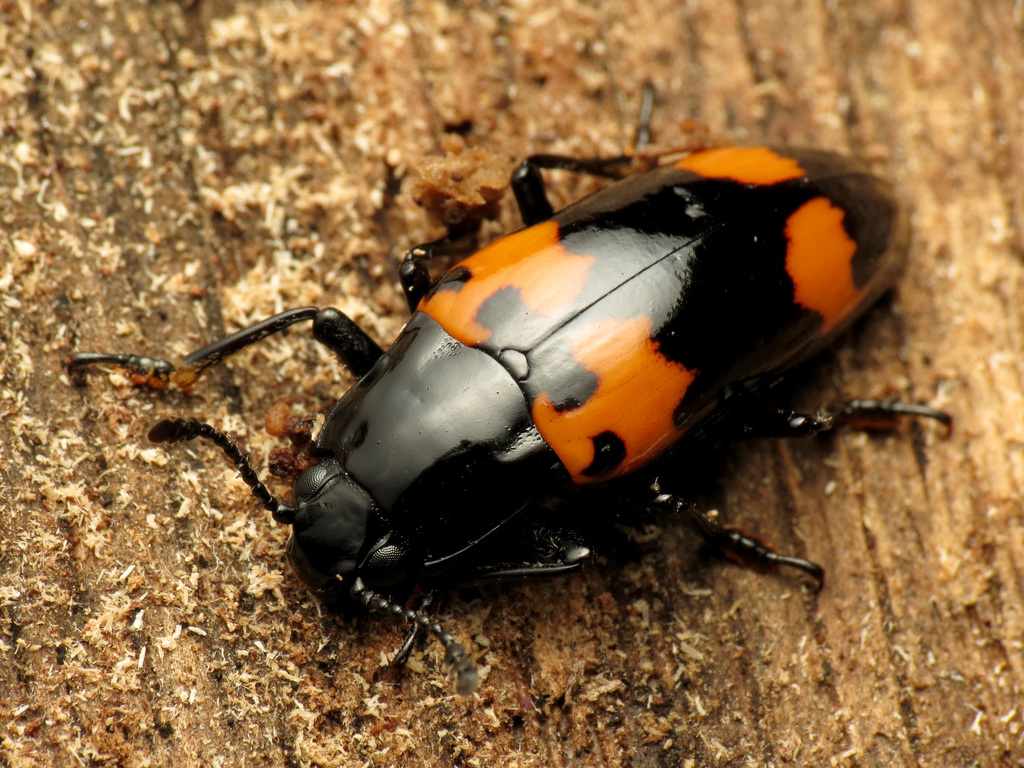 Pleasing Fungus Beetle (Species SnapIt & MapIt Priorities) · iNaturalist