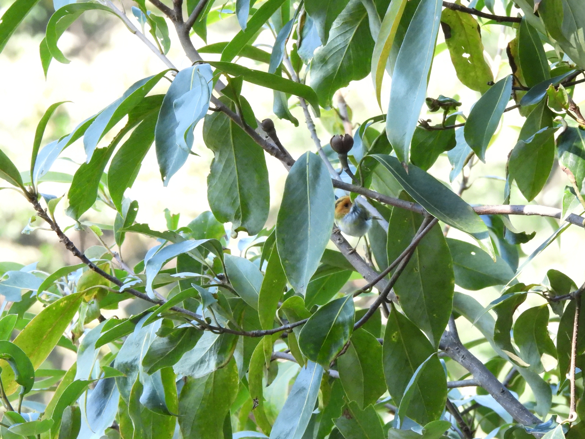 Rufous-faced Warbler