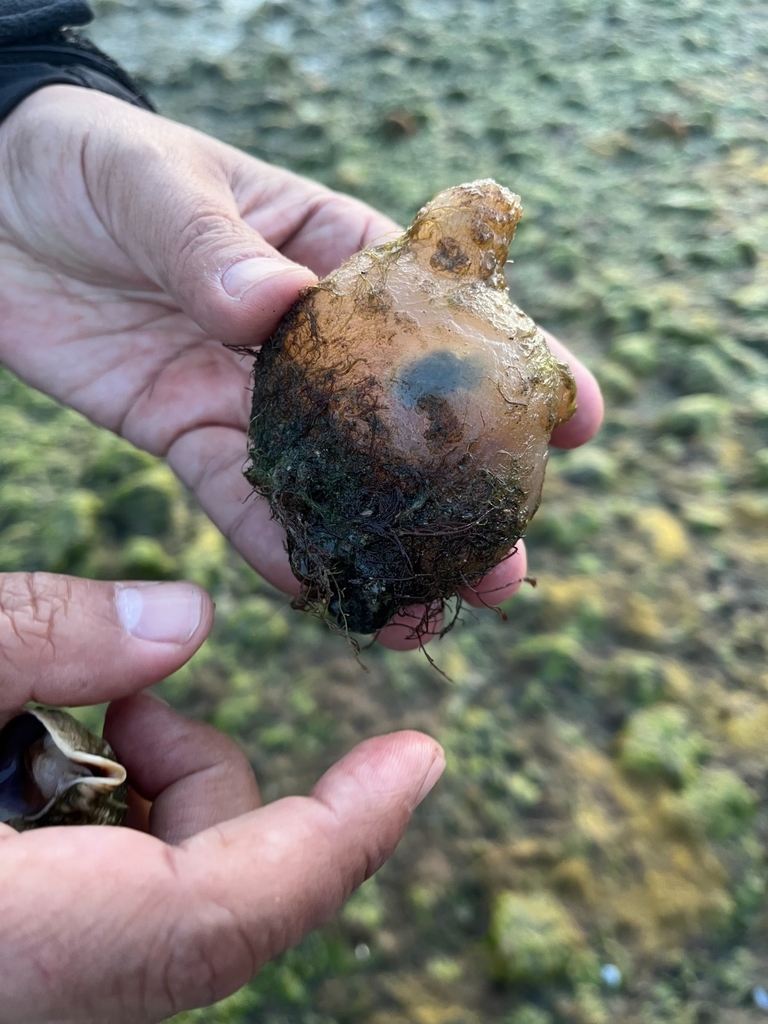Giant Molgula