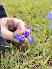 Herbertia pulchella, photograph (c) Dinorath Echandía Moreira, some rights reserved (CC BY)