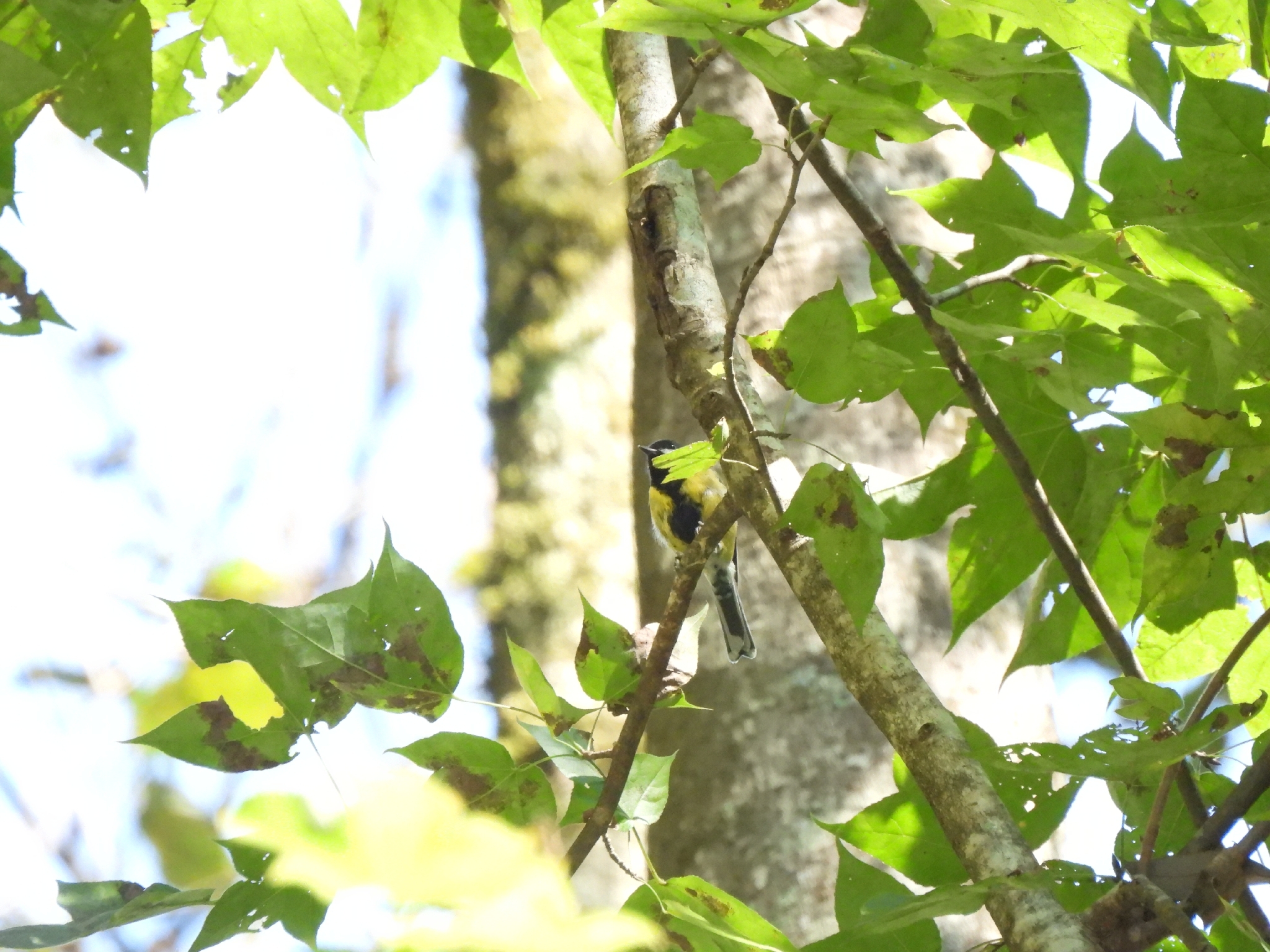 Green-backed Tit