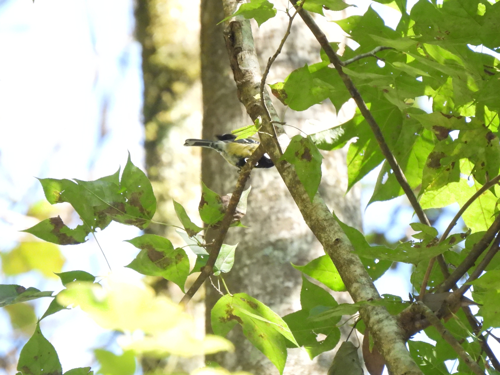 Green-backed Tit