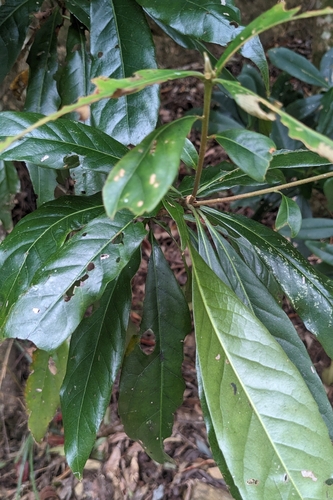 Chinese Gugertree (Schima superba)