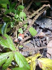 Paullinia rubiginosa