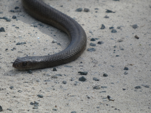 Rottnest Island Dugite sighting