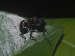 Polyrhachis