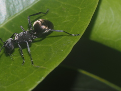Polyrhachis