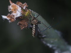 Armigeres subalbatus