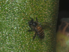 Apis cerana