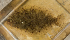 Pseudorhombus arsius
