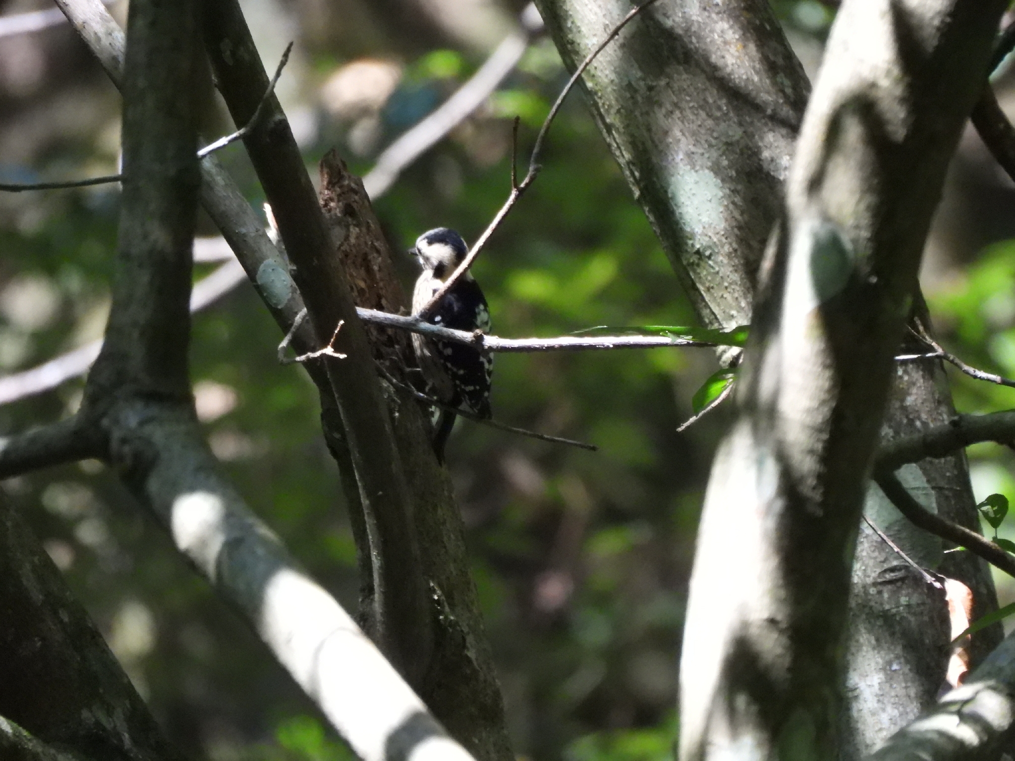 Grey-capped Pygmy Woodpecker