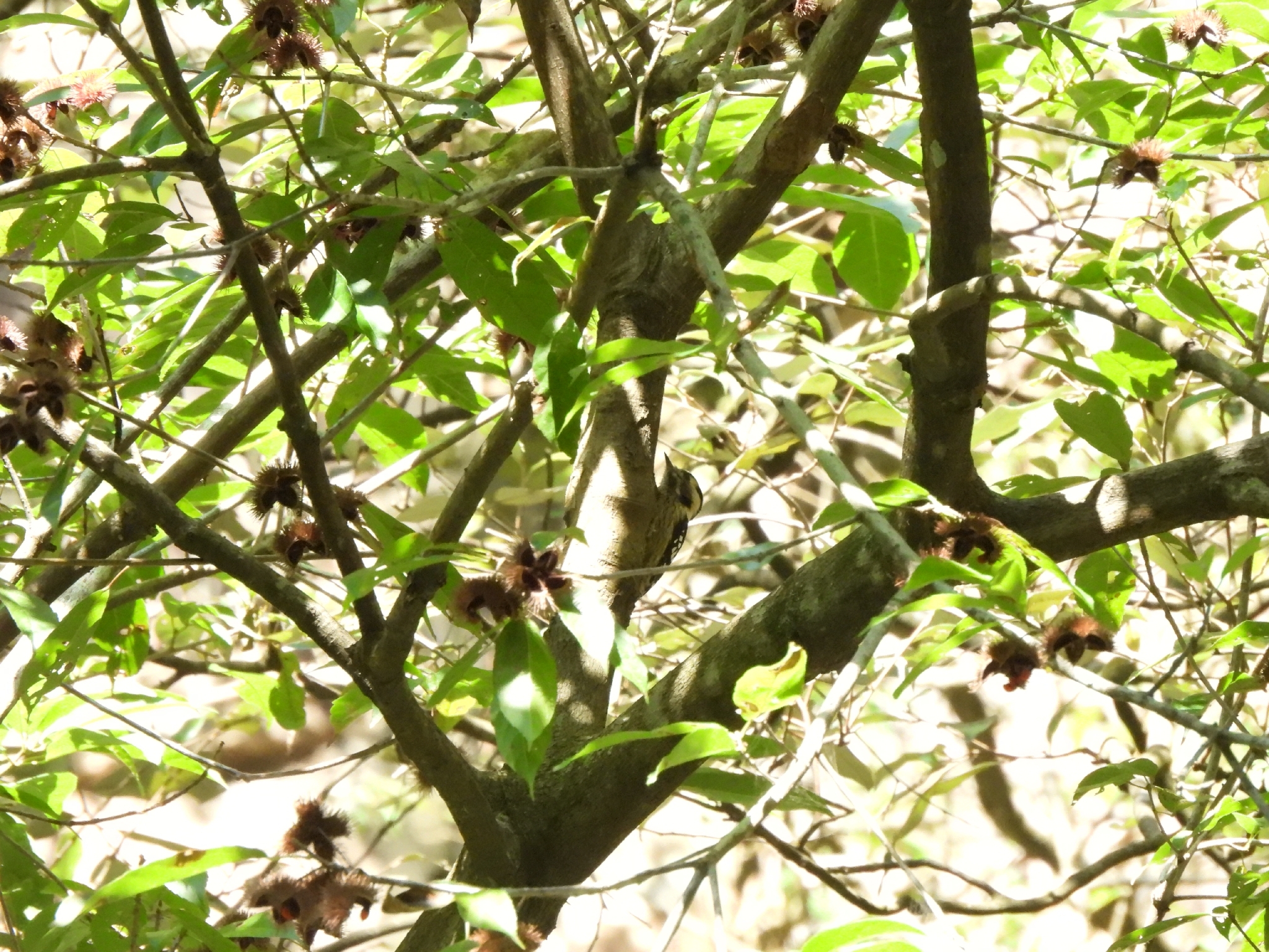 Grey-capped Pygmy Woodpecker