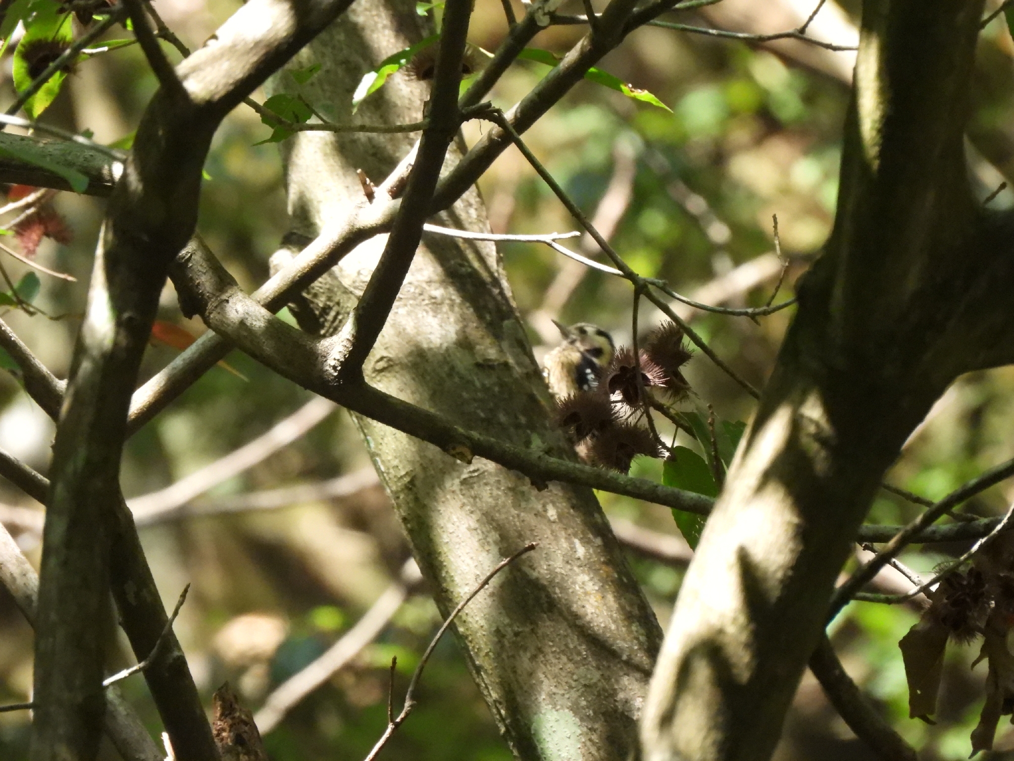 Grey-capped Pygmy Woodpecker