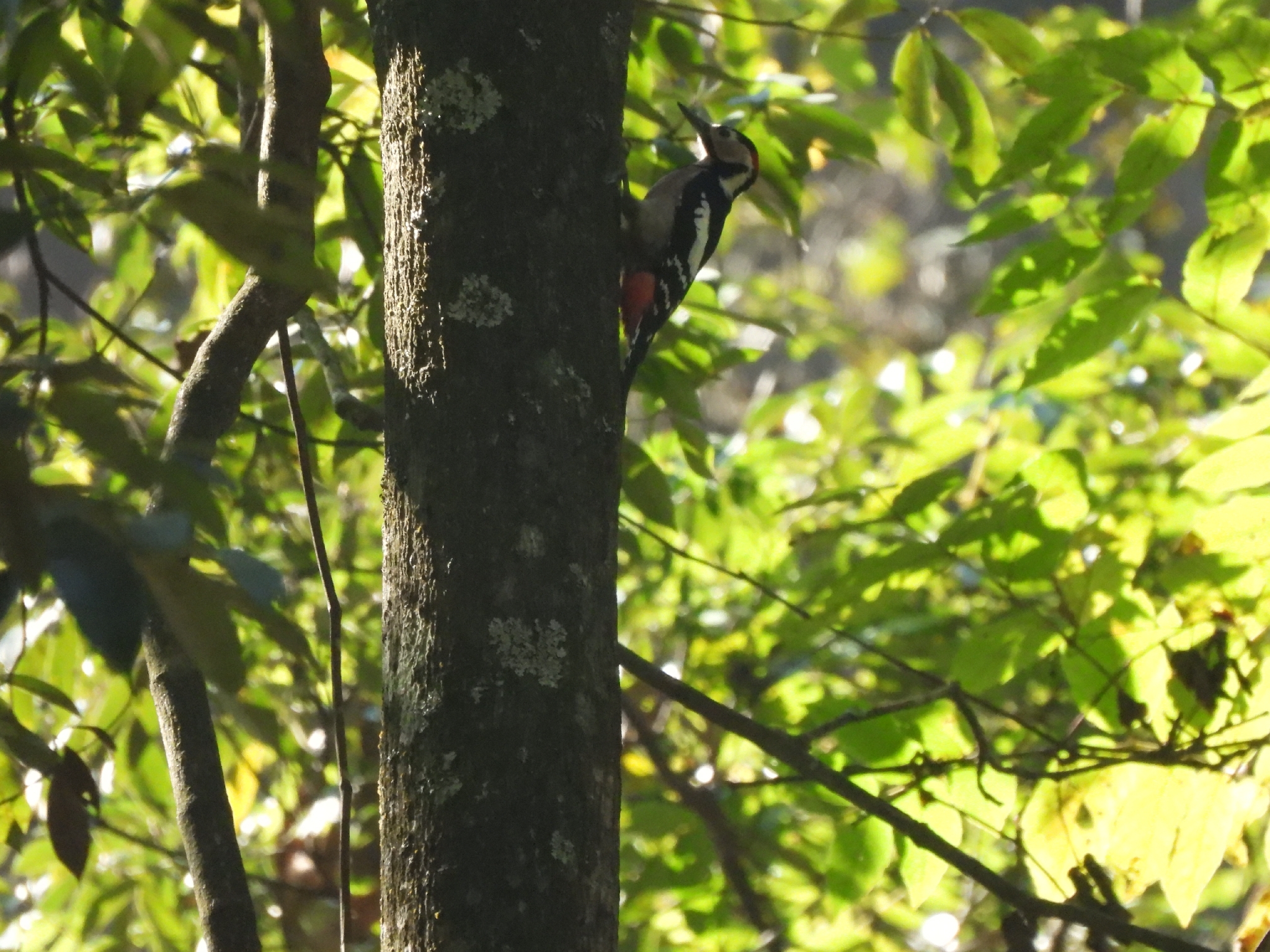 Great Spotted Woodpecker